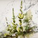 Bouquet de gentianes