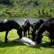 Assalage des chevaux