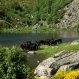 Chevaux de Mérens au Comte